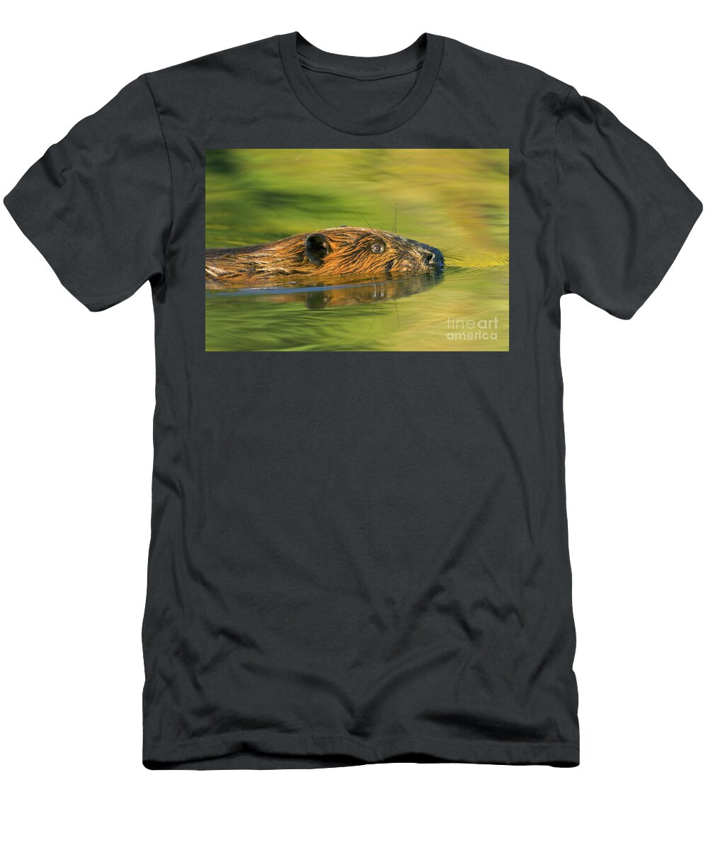 American Beaver Swimming Yva Momatiuk John Eastcott T-Shirt
