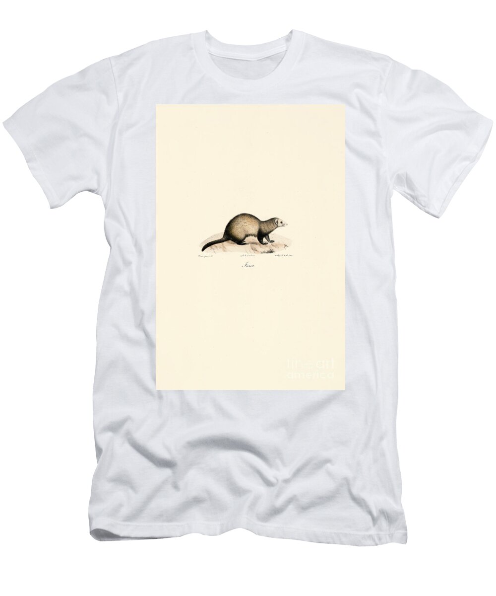 European Ferret 1824 Hand Coloured Litho Jacques Christophe Werner T-Shirt