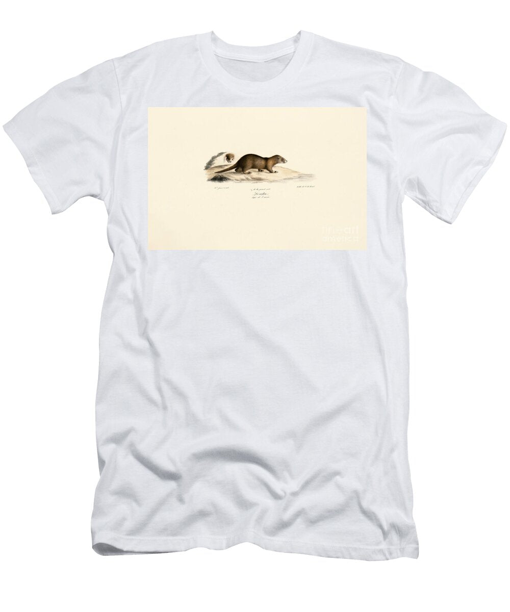 Ferret and Stone Marten 1824 Litho Jacques Christophe Werner T-Shirt