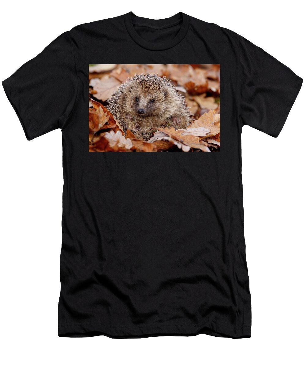 Hedgehog Curled Up in Autumn Leaves Peak District UK Paul Hobson Natureplcom T-Shirt