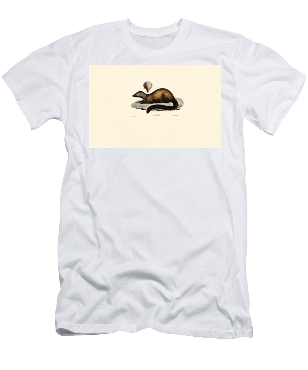 Tayra and Ferret 1824 Hand Coloured Litho Jacques Christophe Werner T-Shirt