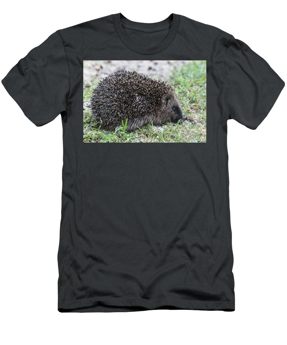 Western European Hedgehog Walking Along Garden Path in Roger Powell Natureplcom T-Shirt